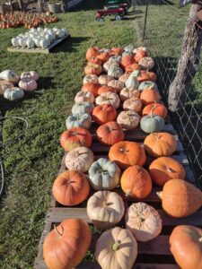 Assorted Pumpkins