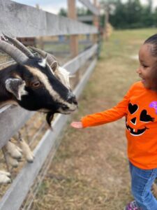 Petting Zoo - Goats