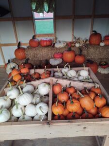 Pumpkin Display (1)